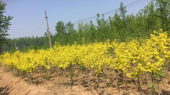 明光市市委书记被东升国际企业文化深深感动 | 深入沟通合作空间广阔